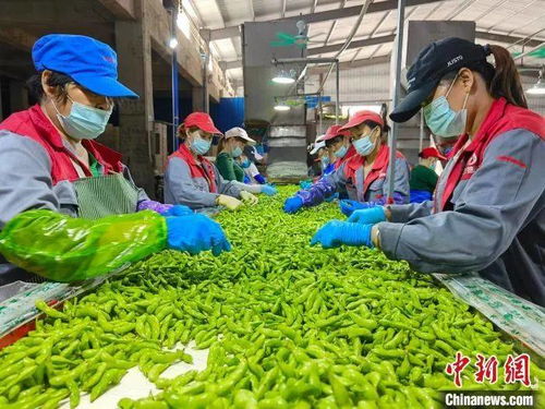 海南黎村苗寨美 鄉親奮力奔小康 農業開發